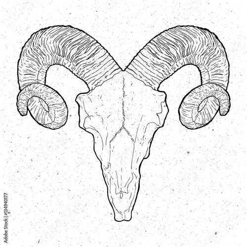 Ram Skull in vintage style on white background