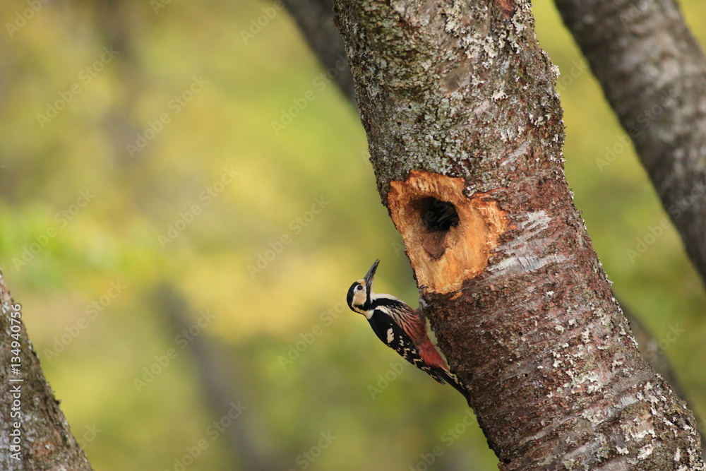 White-backed Woodpecker (Dendrocopos leucotos namiyei) nesting in Japan White-backed Woodpecker (Dendrocopos leucotos namiyei) nesting in Japan