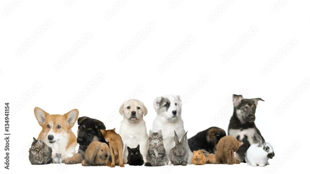 funny puppies and kittens and rodents on a white background