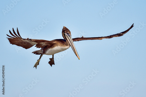 Brown pelican © hakoar