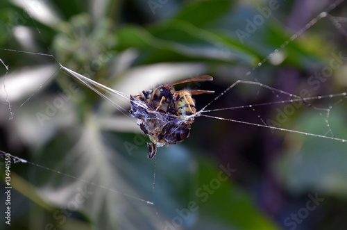 Yellowjacket (wasp) eats yellowjacket