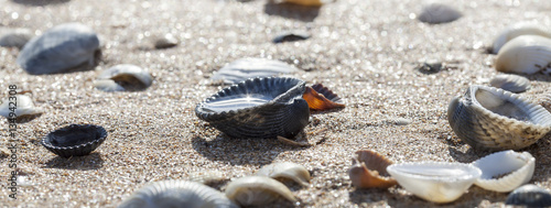 Photos cockleshells on sand of the Sea of Azov