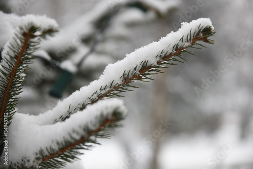 abete abete con neve albero di Natale alberi con neve nevicata fiocco di neve  © franzdell