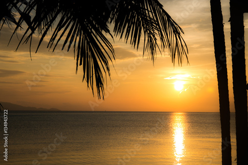 palm on sunset