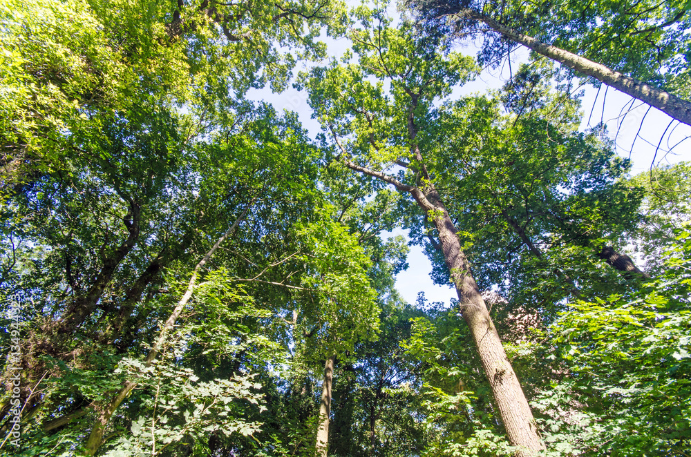 Fototapeta premium Einladung zum Entspannen und Träumen: Wald im Frühling mit Morgensonne :)