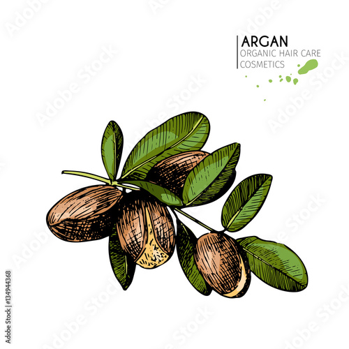 Vector set of hair care ingredients. Organic hand drawn colored elements. Argan nuts branch.