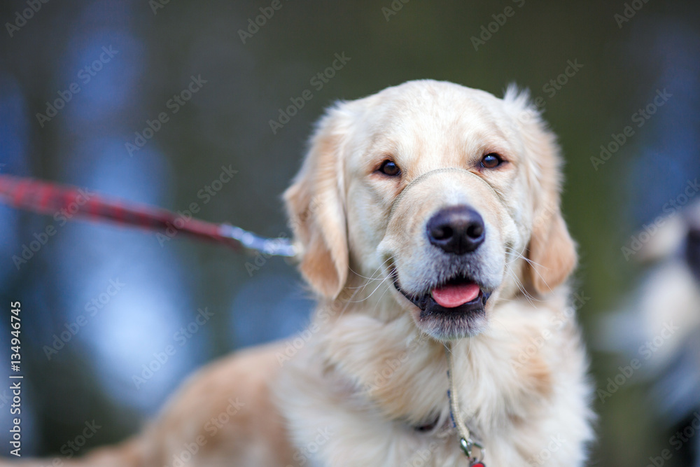 golden retriever close-up looks into the distance