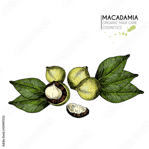 Vector set of hair care ingredients. Organic hand drawn colored elements.Macadamia nuts and leaves.