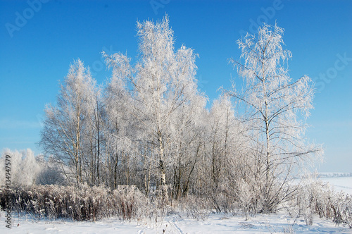 Snowy trees deep in winter
