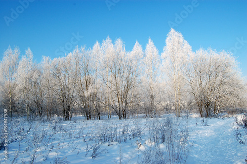 Snowy trees deep in winter