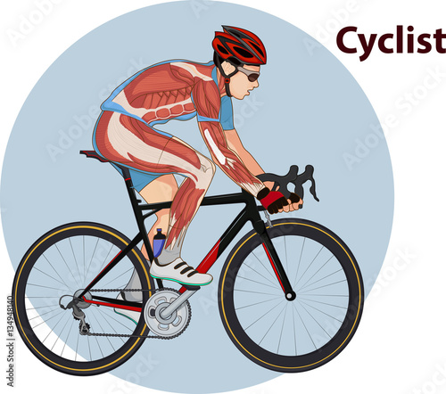 Vector illustration of Cyclist muscle anatomy