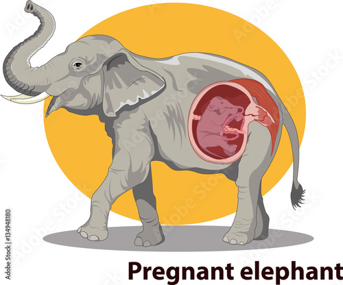 Vector illustration of Pregnant elephant anatomy