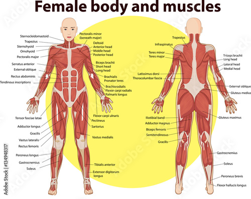 Vector illustration of  body and muscles anatomy