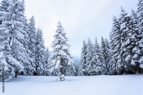 Fir-trees covered with snow around lawn.