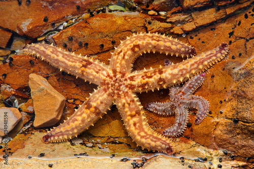 Colorful yellow starfish in a rock pool  South Africa.