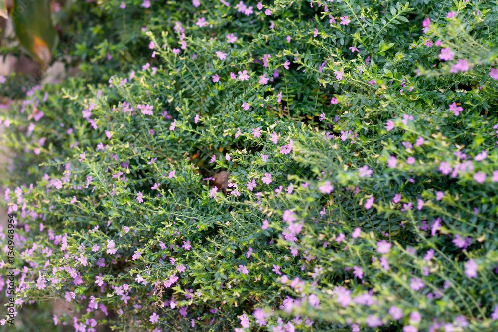  False heather flowers
