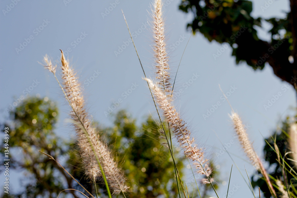 Fototapeta premium lalang flower field