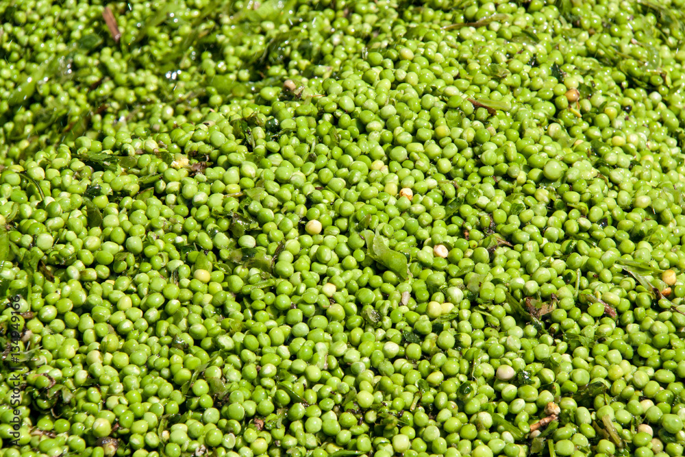 Fresh green peas background texture. Top view Fresh green peas background texture. Top view