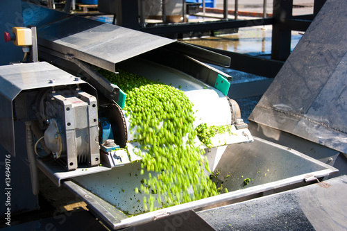 Working process of the production of green peas on cannery. Movement on the conveyor