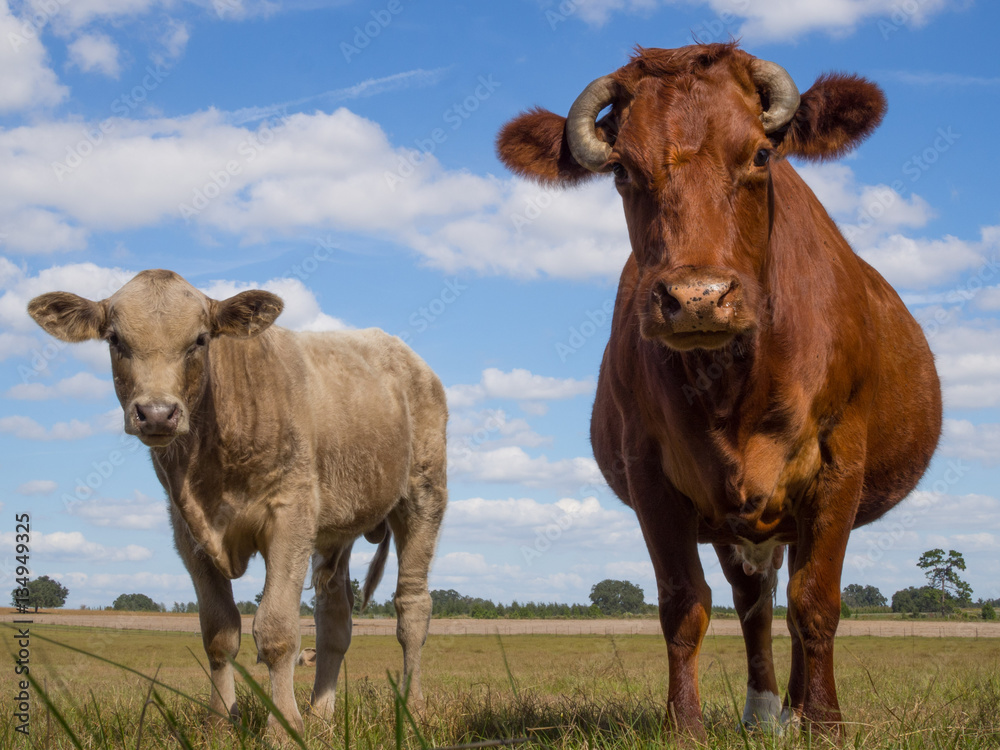 Florida cattle 