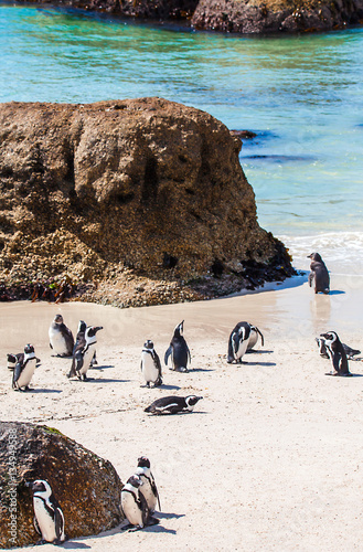 Pinguinkolonie an der False Bay in Simons Town Südafrika photo