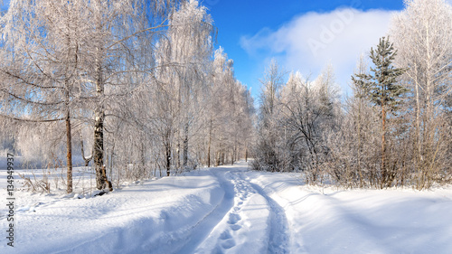 зимний пейзаж в лесу с деревьями в инее, Россия, Урал, февраль  © 7ynp100