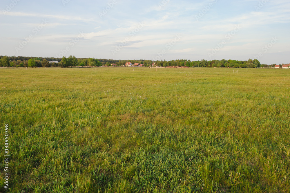 Fototapeta premium Natural meadow in spring
