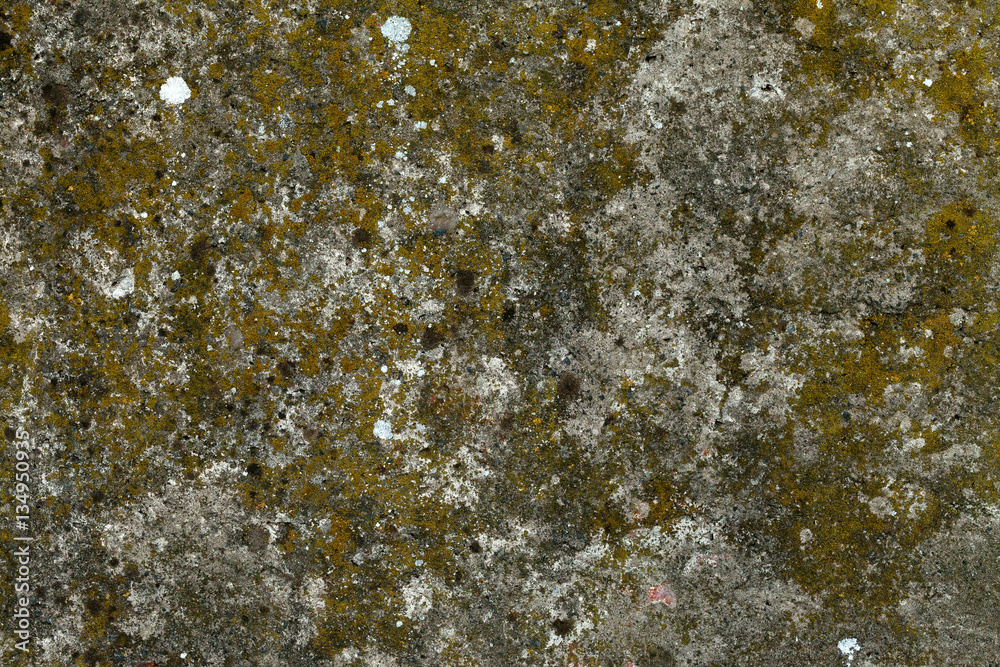 Old concrete wall with moss on, texture. Mossy concrete surface wallpaper. Mossy beton background image. Beton with bryophyte backdrop. Moss-grown old beton wall. Old concrete wall with moss on, texture. Mossy concrete surface wallpaper. Mossy beton background image. Beton with bryophyte backdrop. Moss-grown old beton wall.