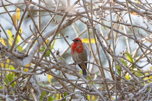 Red fody photo