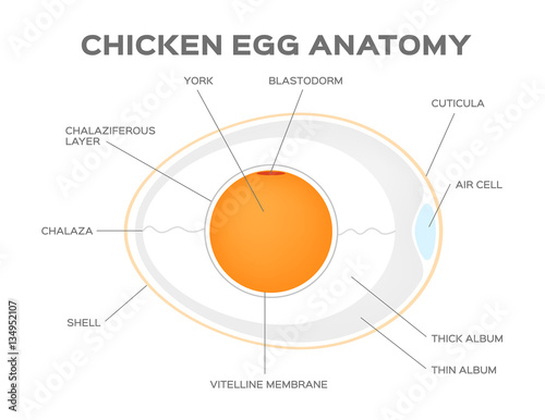 chicken egg anatomy vector photo