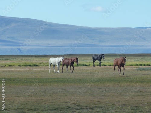Wild Horses of Patagonia