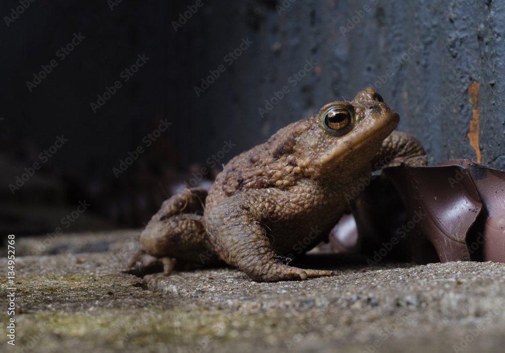 Fototapeta premium Common Toad on the floor