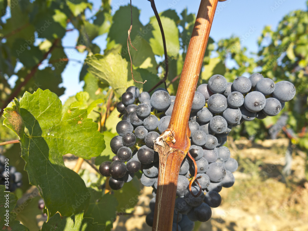 Naklejka premium Vineyard in la Rioja before the harvest, Spain