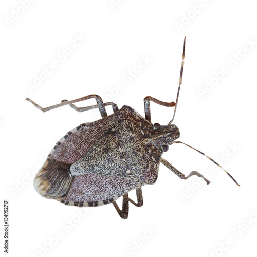 фотографія brown marmorated stink bug insect animal transparent PNG