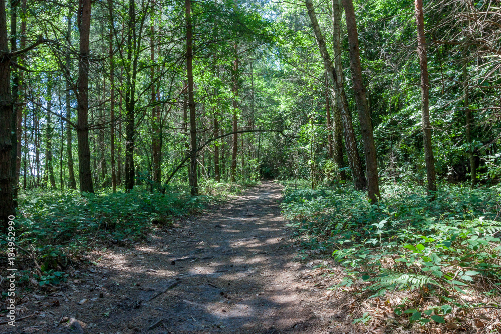 Summer morning in a green forest Summer morning in a green forest