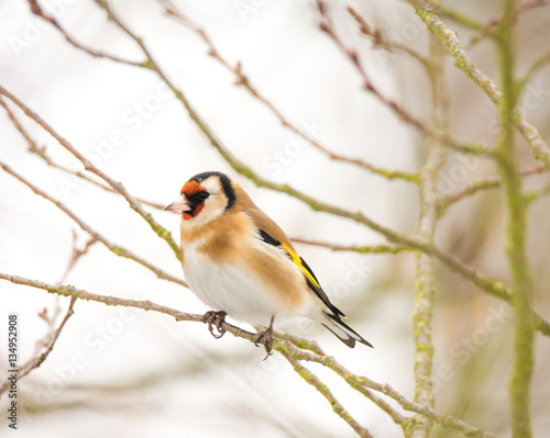 European goldfinch bird sitting on a tree