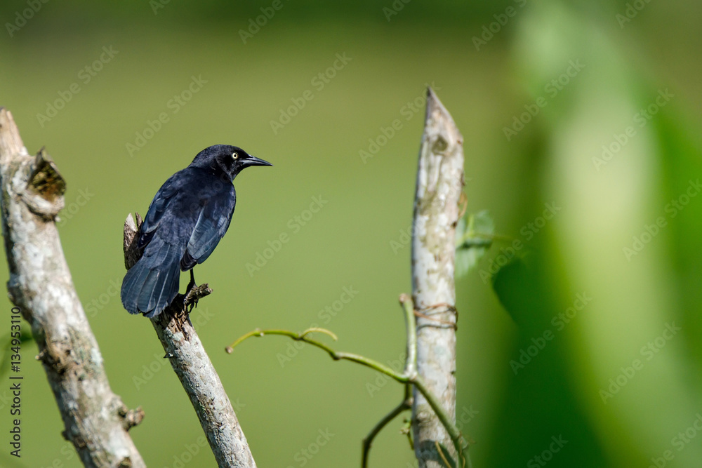 Fototapeta premium Greater Antillean Grackle
