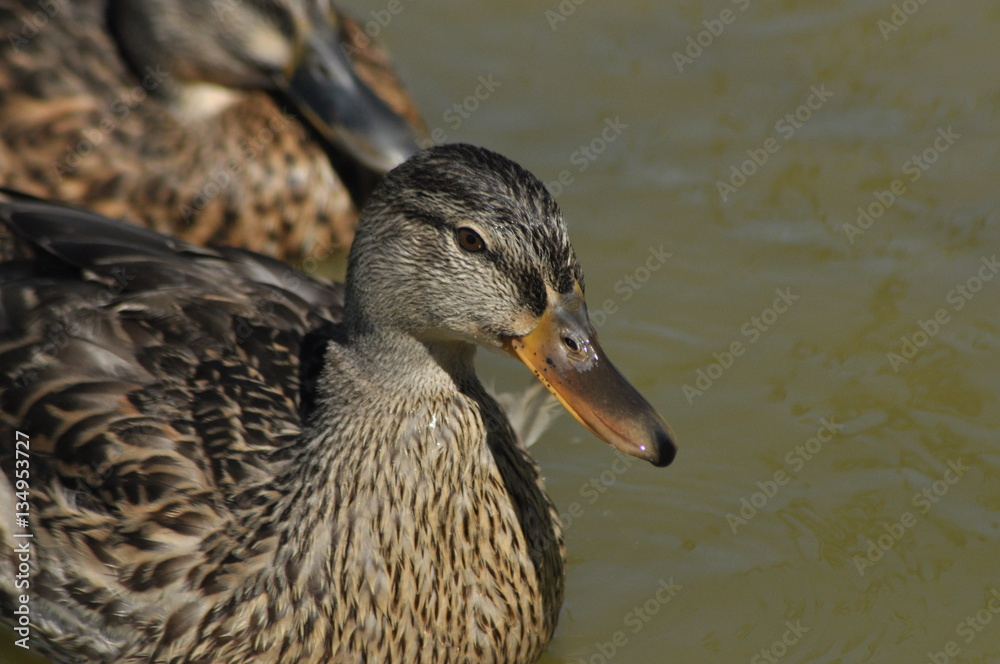 Mallard Duck. Wild bird floating on the lake. Portrait of the animal. Mallard Duck. Wild bird floating on the lake. Portrait of the animal.