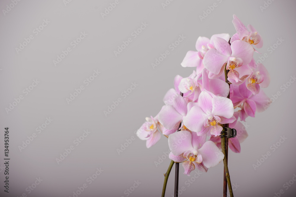 pink orchid flowers pink orchid flowers