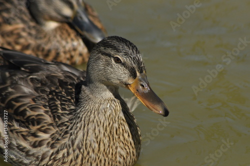 Mallard Duck. Wild bird floating on the lake. Portrait of the animal.