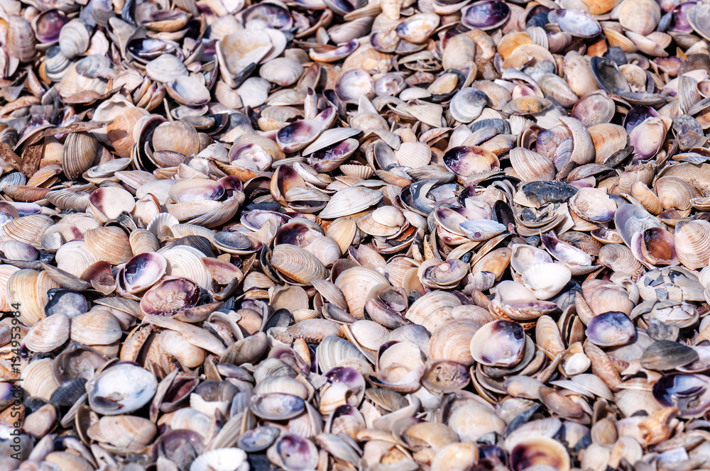 sea shell texture sea shell texture