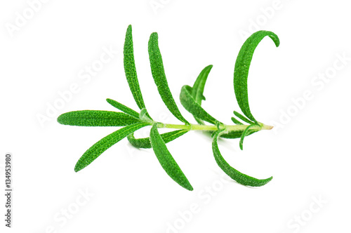 scented green rosemary