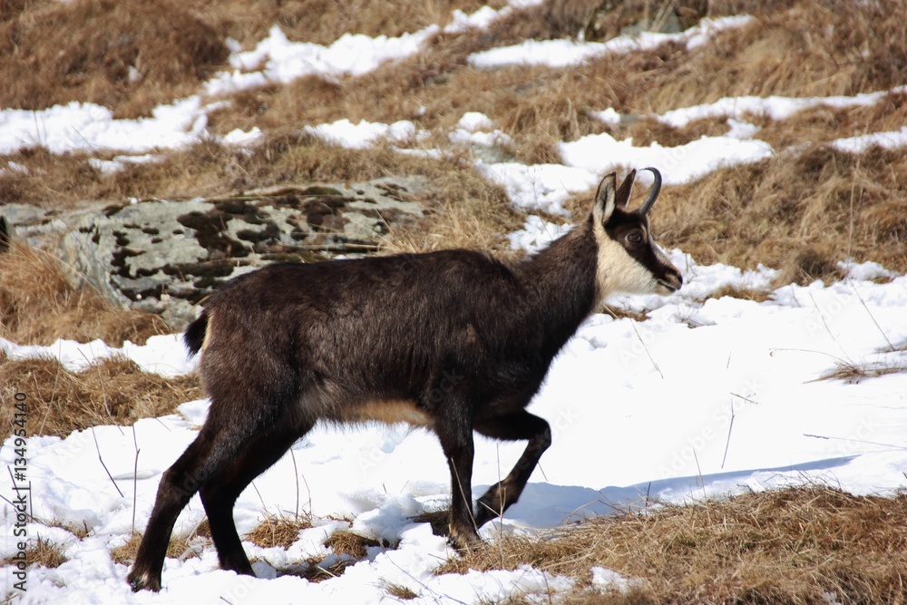 Naklejka premium Camoscio, Val d'Aosta, Italia