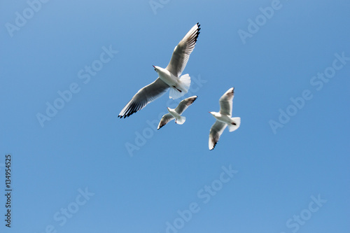 Seagulls flying in sky over the sea waters © berkay08