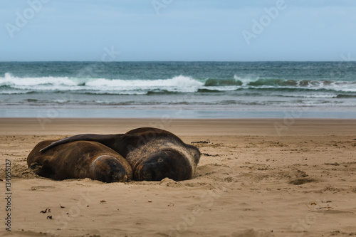 Sea Lions Hugging