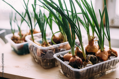 Sprouting onions on the windowsill at home