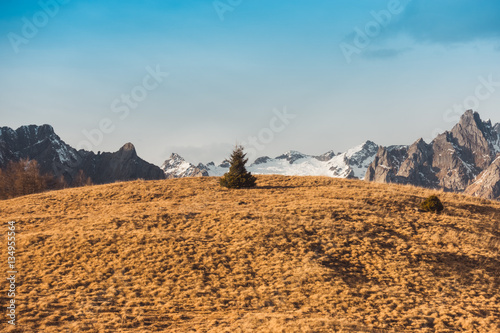 Solitary pine tree on a hill with mountains in the background