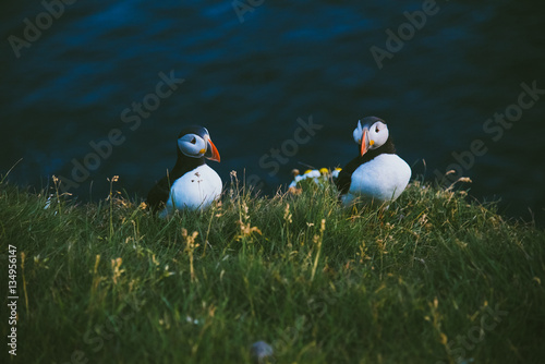 Atlantic puffins nesting in Iceland