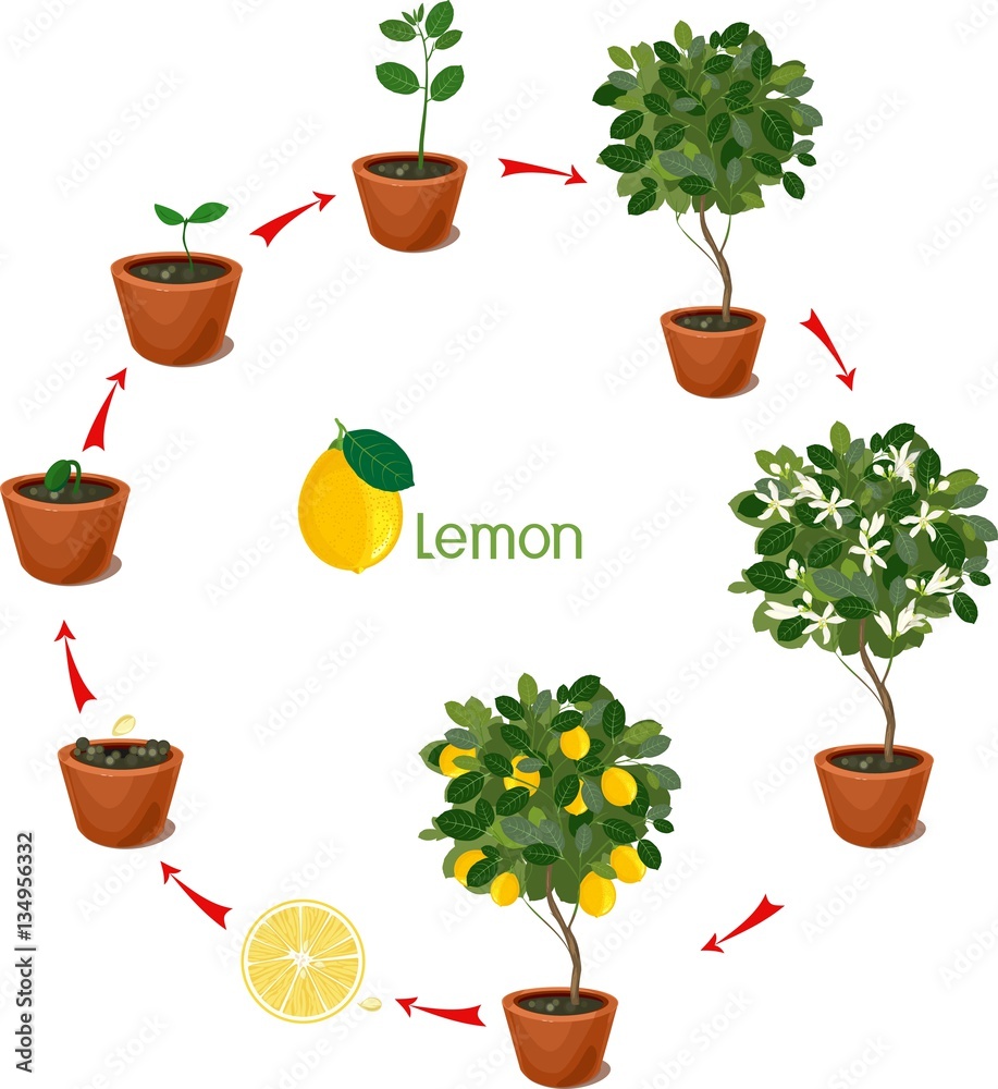 Plant growing from seed to lemon tree. Life cycle plant Stock Vector