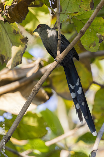 Image of bird perched on a tree branch. (Green-billed Malkoha, P photo